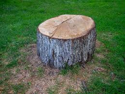 Best Arborist Consultation Services  in Fletcher, NC